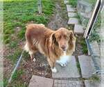 Annie O - Female Australian Shepherd Dog for Adoption - Small photo