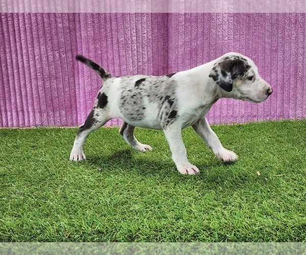 Medium Photo #3 Catahoula Leopard Dog Puppy For Sale in CUMBY, TX, USA