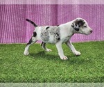 Small #2 Catahoula Leopard Dog