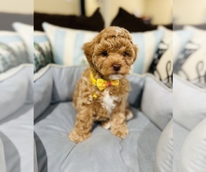 Maltipoo Puppy for sale in VALLEY CENTER, CA, USA