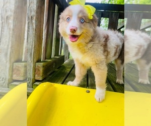 Australian Shepherd Puppy for sale in INDIANAPOLIS, IN, USA