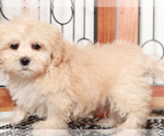 Small #2 ShihPoo
