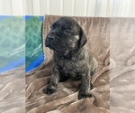 Small Photo #6 Mastiff Puppy For Sale in VENICE, FL, USA