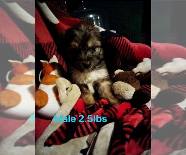 Medium Photo #4 Border Collie-Maltese Mix Puppy For Sale in Aurora, IN, USA