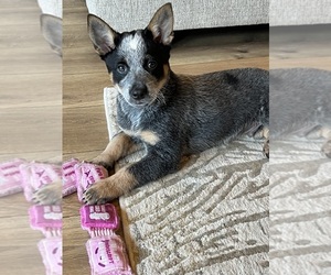 Australian Cattle Dog Puppy for sale in VANCOUVER, WA, USA