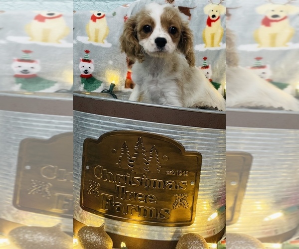 Medium Photo #2 Cavalier King Charles Spaniel-Poodle (Toy) Mix Puppy For Sale in CINCINNATI, OH, USA
