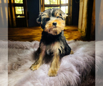 Puppy Puppy 4 Yorkshire Terrier