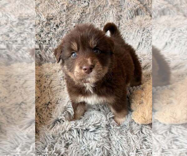 Medium Photo #2 Border Collie-Unknown Mix Puppy For Sale in New York, NY, USA