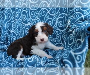 Aussiedoodle Puppy for sale in SHILOH, OH, USA