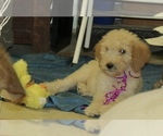 Puppy Puppy 1 Peache Goldendoodle