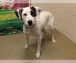 Small Pointer Mix