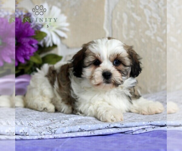 Medium Photo #4 Zuchon Puppy For Sale in GORDONVILLE, PA, USA