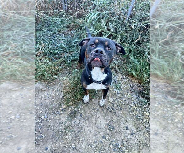 Medium Photo #4 American Pit Bull Terrier-Unknown Mix Puppy For Sale in Calgary, Alberta, Canada