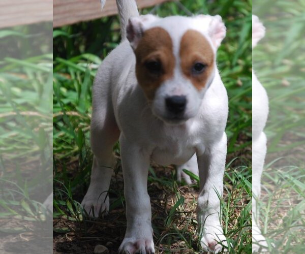 Medium Photo #11 Mutt Puppy For Sale in Spring, TX, USA