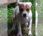 Small #10 Mutt