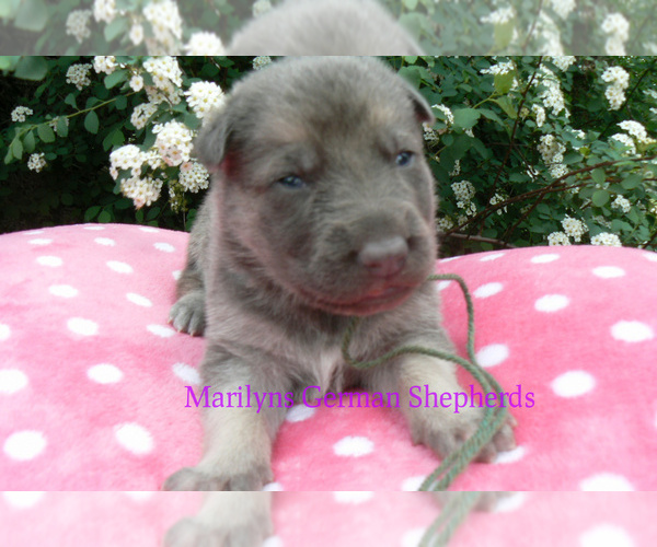 Medium Photo #3 German Shepherd Dog Puppy For Sale in PIEDMONT, MO, USA