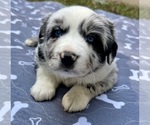 Small #2 Australian Shepherd