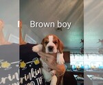 Small #20 Beagle