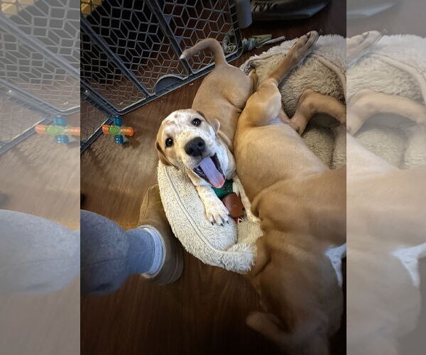 Medium Photo #3 Mutt Puppy For Sale in Plainfield, IL, USA