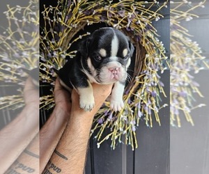 Bulldog Puppy for Sale in BAXTER, Tennessee USA