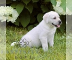 Small #3 Labrador Retriever
