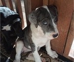 Small Photo #4 Great Dane-Labrador Retriever Mix Puppy For Sale in ESTACADA, OR, USA