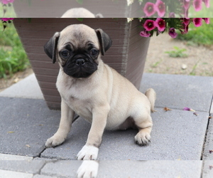 Jug Puppy for sale in SHILOH, OH, USA