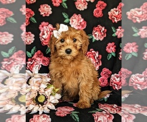 Goldendoodle (Miniature) Puppy for sale in KIRKWOOD, PA, USA