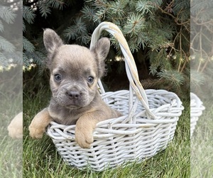 French Bulldog Puppy for sale in MIDDLEBURY, IN, USA