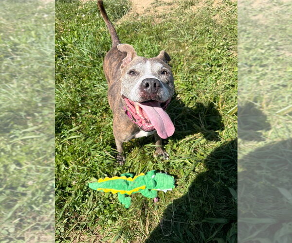 Medium Photo #5 American Staffordshire Terrier Puppy For Sale in Pierceton , IN, USA