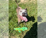 Small #4 American Staffordshire Terrier