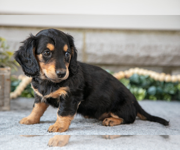 Medium Photo #3 Dachshund Puppy For Sale in NAPPANEE, IN, USA