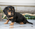 Small #2 Dachshund