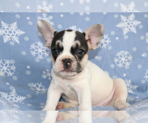 Frengle Puppy for sale in SHILOH, OH, USA