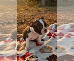 Small Photo #30 Boston Terrier Puppy For Sale in MACON, GA, USA