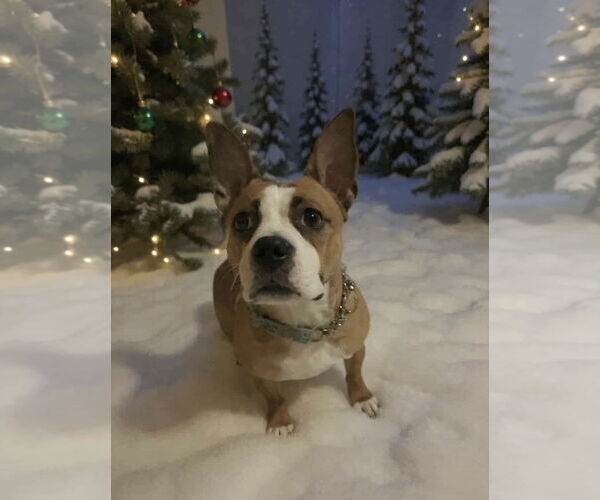 Medium Photo #9 English Boston Bulldog Puppy For Sale in Oro Medonte, Ontario, Canada