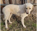 Small Photo #2 Great Pyrenees Puppy For Sale in Spring, TX, USA