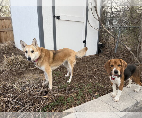 Medium Photo #3 Beagle-Unknown Mix Puppy For Sale in Fort Collins, CO, USA