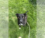 Small #2 Labrador Retriever Mix