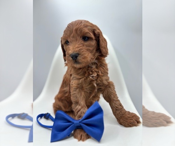 Medium Photo #1 Goldendoodle Puppy For Sale in CRESTON, OH, USA