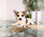 Small #5 Chi-Corgi