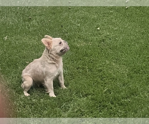 Medium Photo #1 French Bulldog Puppy For Sale in JUSTIN, TX, USA