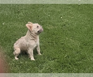 Mother of the French Bulldog puppies born on 05/03/2025