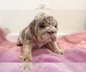 English Bulldog Puppy for Sale in FREMONT, California USA
