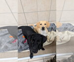 Small Photo #3 Labrador Retriever-Unknown Mix Puppy For Sale in Green Forest, AR, USA