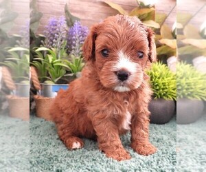 Medium Cavapoo