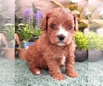 Puppy Puppy 1 Cavapoo