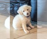 Small Photo #4 Aussiedoodle Miniature  Puppy For Sale in RIVERVIEW, FL, USA