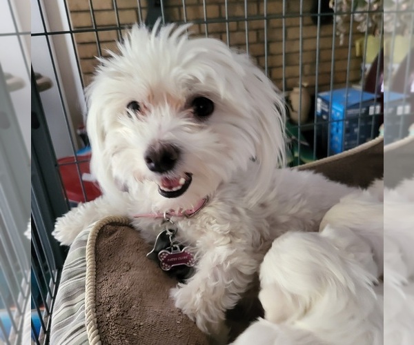 Medium Photo #1 Maltese Puppy For Sale in PLACITAS, NM, USA