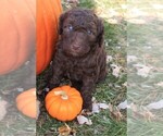 Puppy Puppy 1 Liv Poodle (Miniature)-Poodle (Standard) Mix